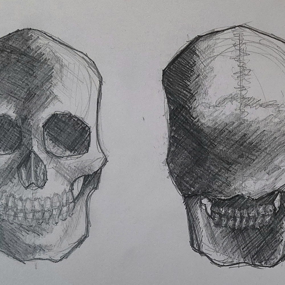 Study of anatomy skul front and back