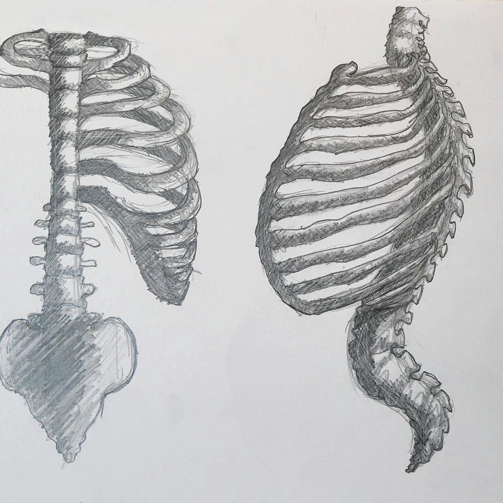 Study of anatomy ribcage